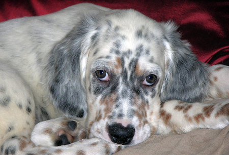 English Setter Dog Breed Pictures Dog Pictures Online