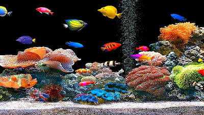 Peixes coloridos FHD