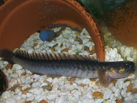 Violet Goby Fish Pictures