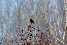 red-winged blackbird, harbinger of Spring
