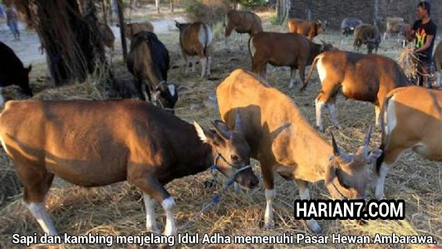 Jelang Idul Adha, Harga kambing dan Sapi Melambung