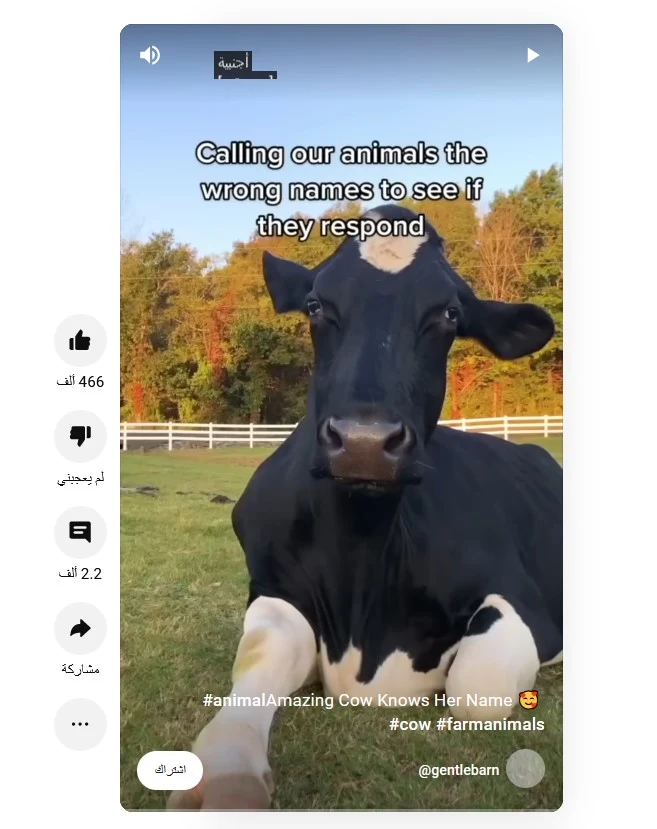 Cracking the Mystery: The Answer to the "$800 Cow" Riddle That Stumped Social Media