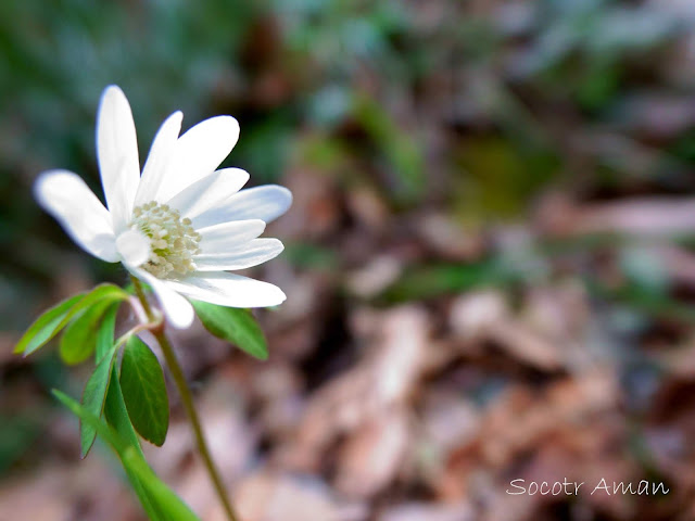 Anemone raddeana