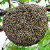 Comissão de Meio Ambiente aprova regras para a criação de abelhas sem ferrão Fonte: Agência Câmara de Notícias