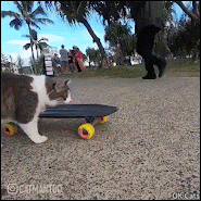 Amazing Cat GIF • Check out fearless Skateboard kitty. 'Just call me Tony Pawk' [ok-cats.com]