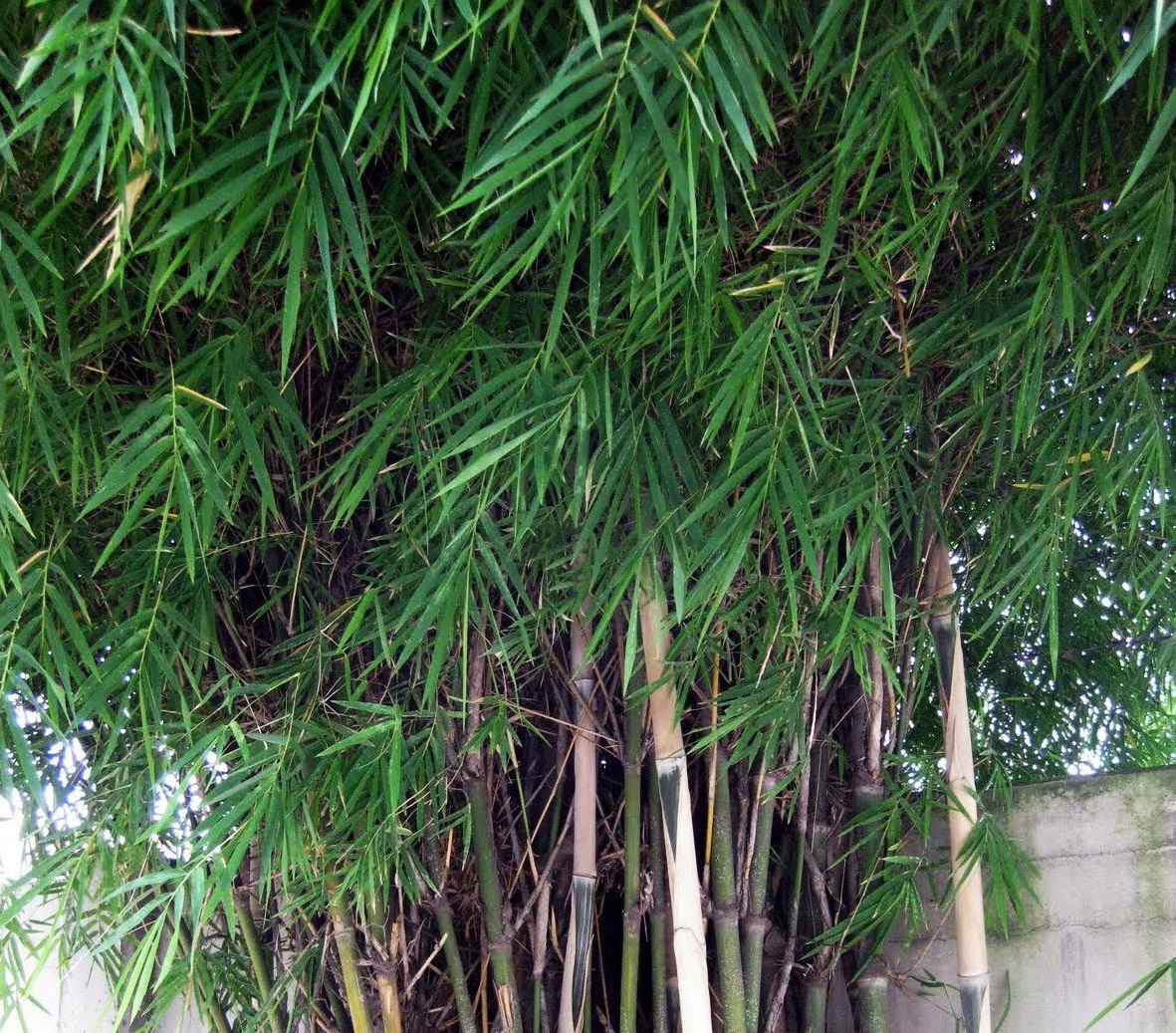 Jual Bambu  Taman Tanaman Pagar  Tukang Taman TUKANG TAMAN
