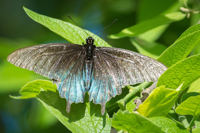 Pipevine Swallowtail, Turkey Bend Recreation Area