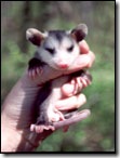 possum11