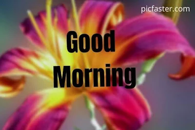 Good Morning Flower Images Free Download