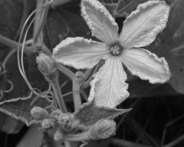 Gourd Flower