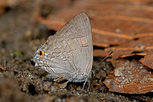 Virachola isocrates the Common Guava Blue butterfly