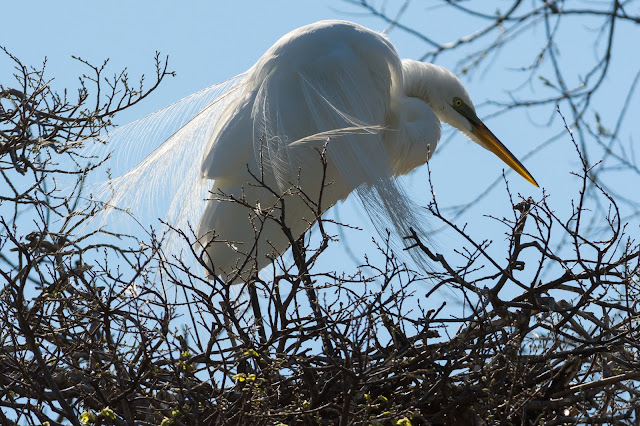 Great Egret, UT Southwestern Medical Center Rookery