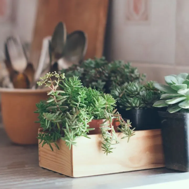 plants for a peaceful home environment