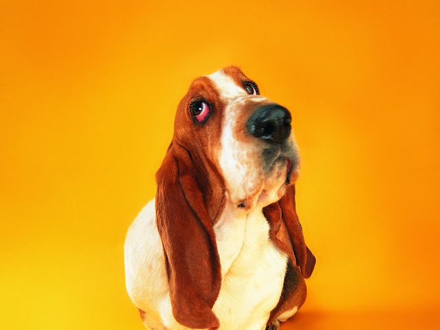 basset hound, funny dog pictures, courious dog