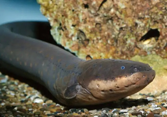 The 10 Deadliest Animals in the Amazon River