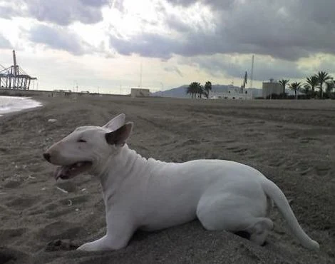 Bull Terrier Köpeği Özellikleri