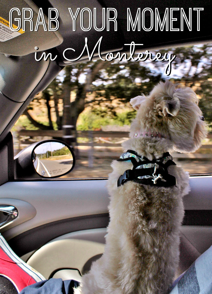 #GrabYourMoment and visit dog friendly Cannery Row Montery, California #AD