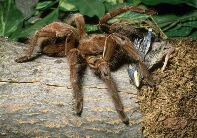 The World's Largest Spider Goliath Birdeater