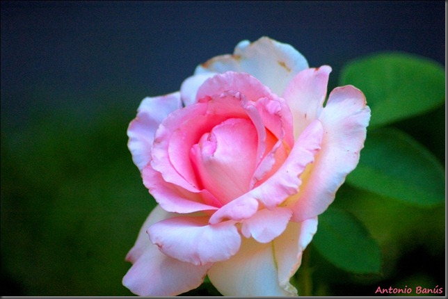 5 DSC_0869x1