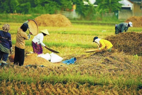 Peluang Bisnis Bercocok Tanam Padi