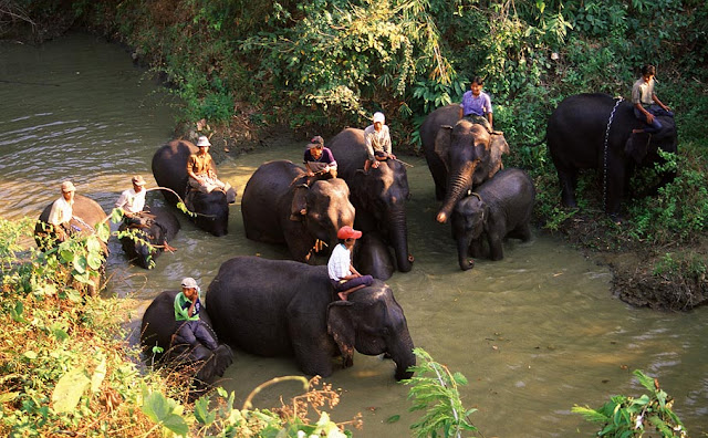 Alaungdaw Kathapa National Park elephant herd need a bath