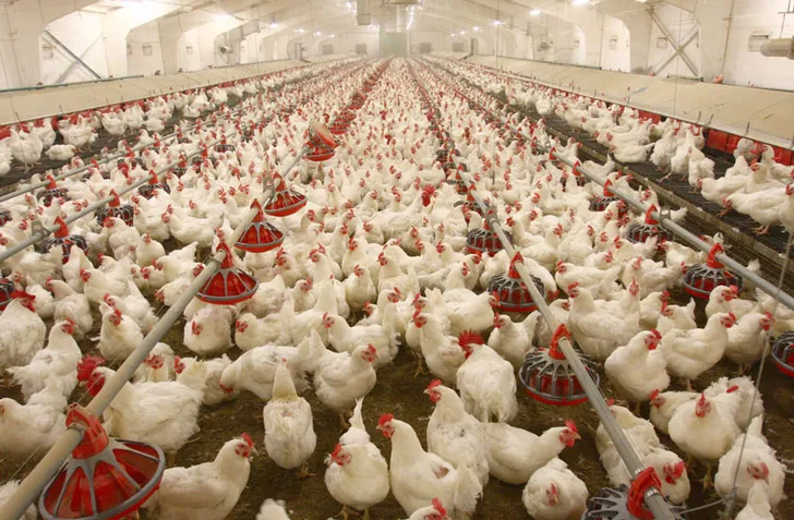 10 Tips for Successful Poultry Business in Kenya