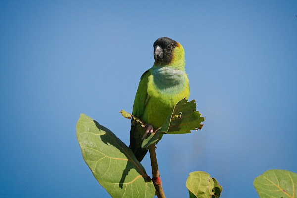 Nanday Parakeet.