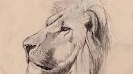 How To Draw A Lion Sketch