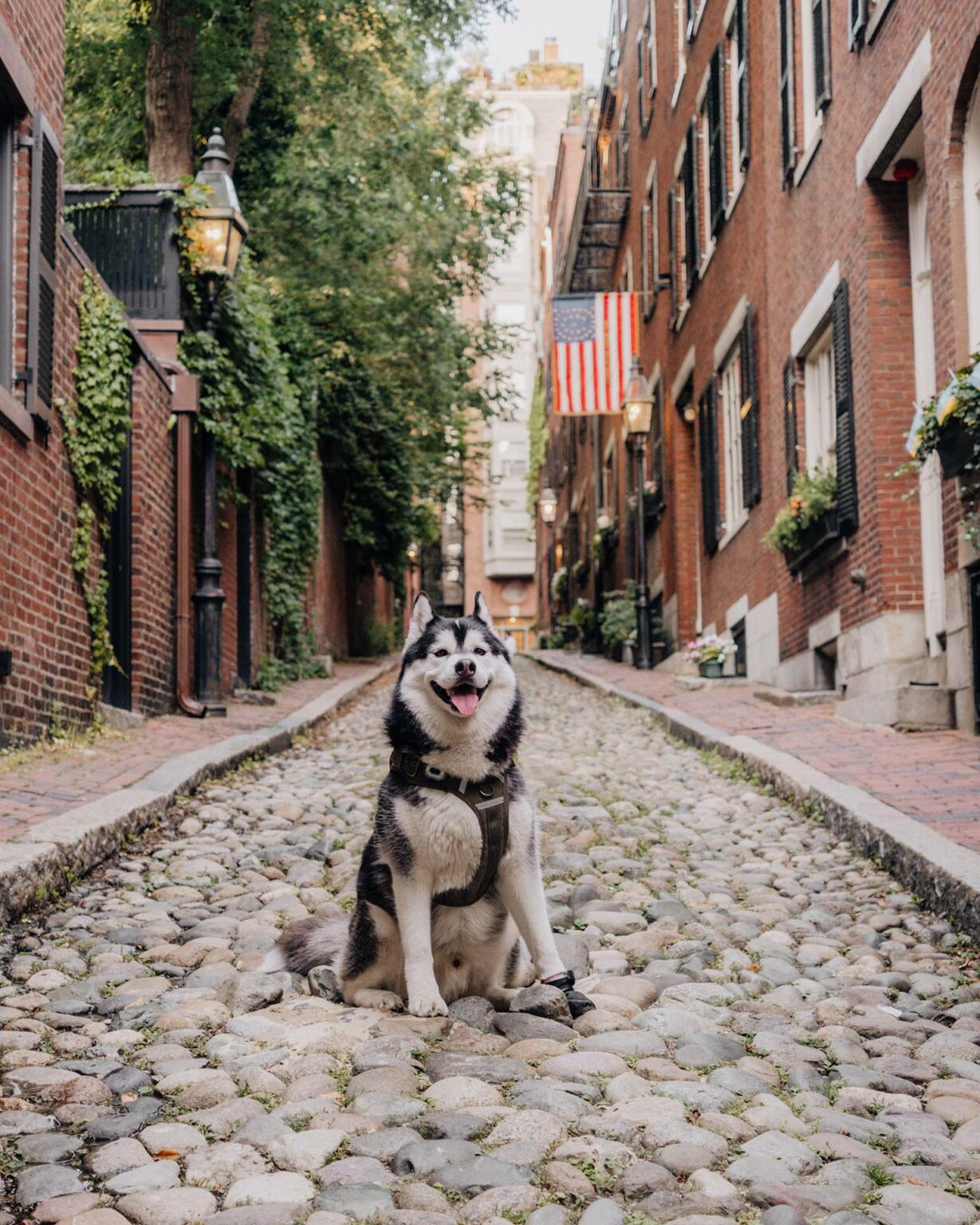 Boston, Massachusetts dog-friendly