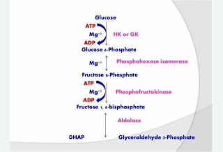 Glycolysis (summary)