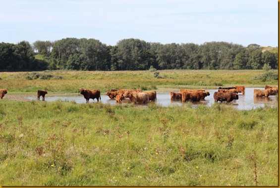 schotse hooglanders (800x533)