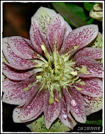 helleborus