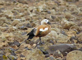 Ruddy Shelduck - Fuerteventura