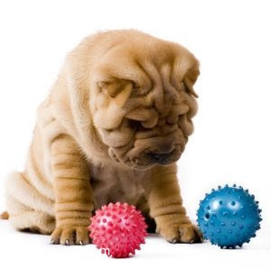 Chinese Shar-Pei - SharPei Popular is Dog Breeds.....