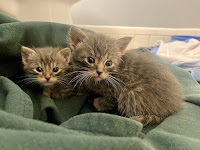 Two young kittens on a blanket