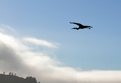 photo of blue heron in Wheeler, Oregon