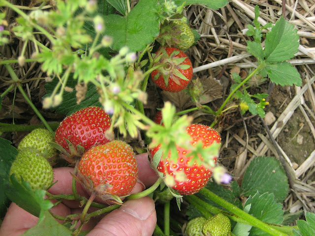 Strawberry tree