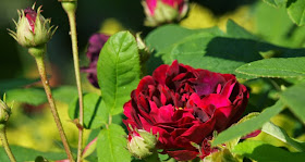Tuscany Superb er en mørk og meget smuk rose 