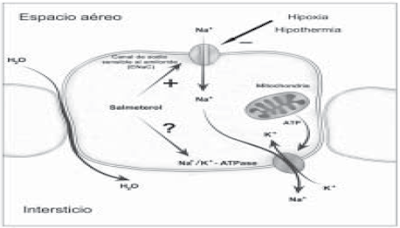 HAPE capillary membrane alveolus