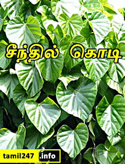 Seendhil kodi mooligai patriya vilakkam thoguppugal, Tamil siddha maruthuvam - சீந்தில் கொடி, Tinospora cordifolia; அமிர்தவல்லி. 
