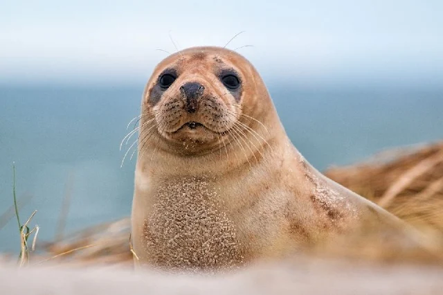 Investigaciones demuestra que las focas tienen sentido del ritmo