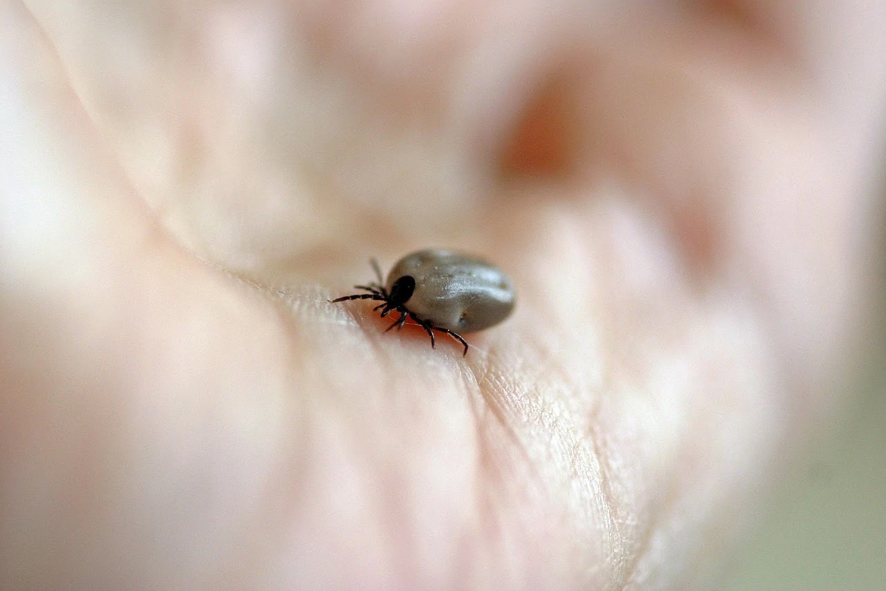 Ticks Implicated in the Spread of Chronic Wasting Disease Among Deer, Study Finds