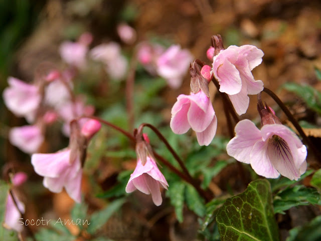 Viola eizanensis