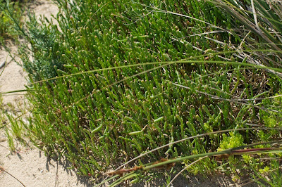 Beaded Samphire (Sarcocornia quinqueflora)