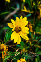 sunflower species