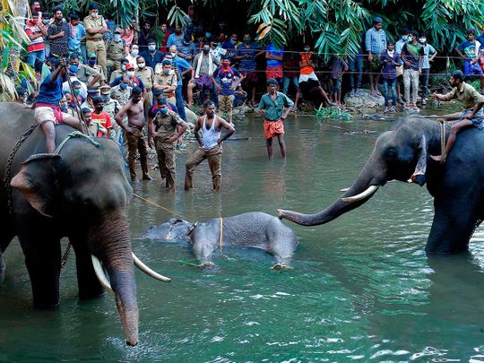 प्रेग्नेंट हथिनी की मौत पर क्रिकेट खिलाड़ियों ने जताया गुस्सा