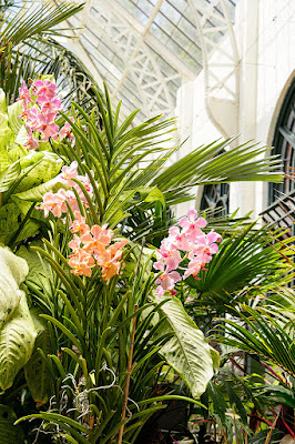 Orchids in the Conservatory at Biltmore Gardens