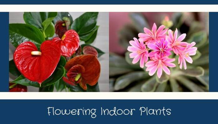 Flowering Indoor Plants