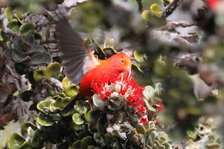 I'iwi in flight