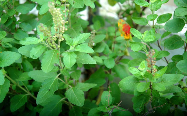 Tulsi